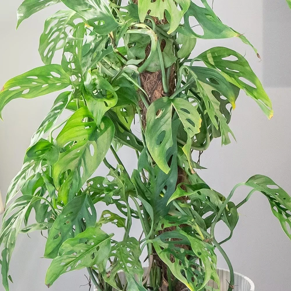 Monstera Adansonii - Image 5