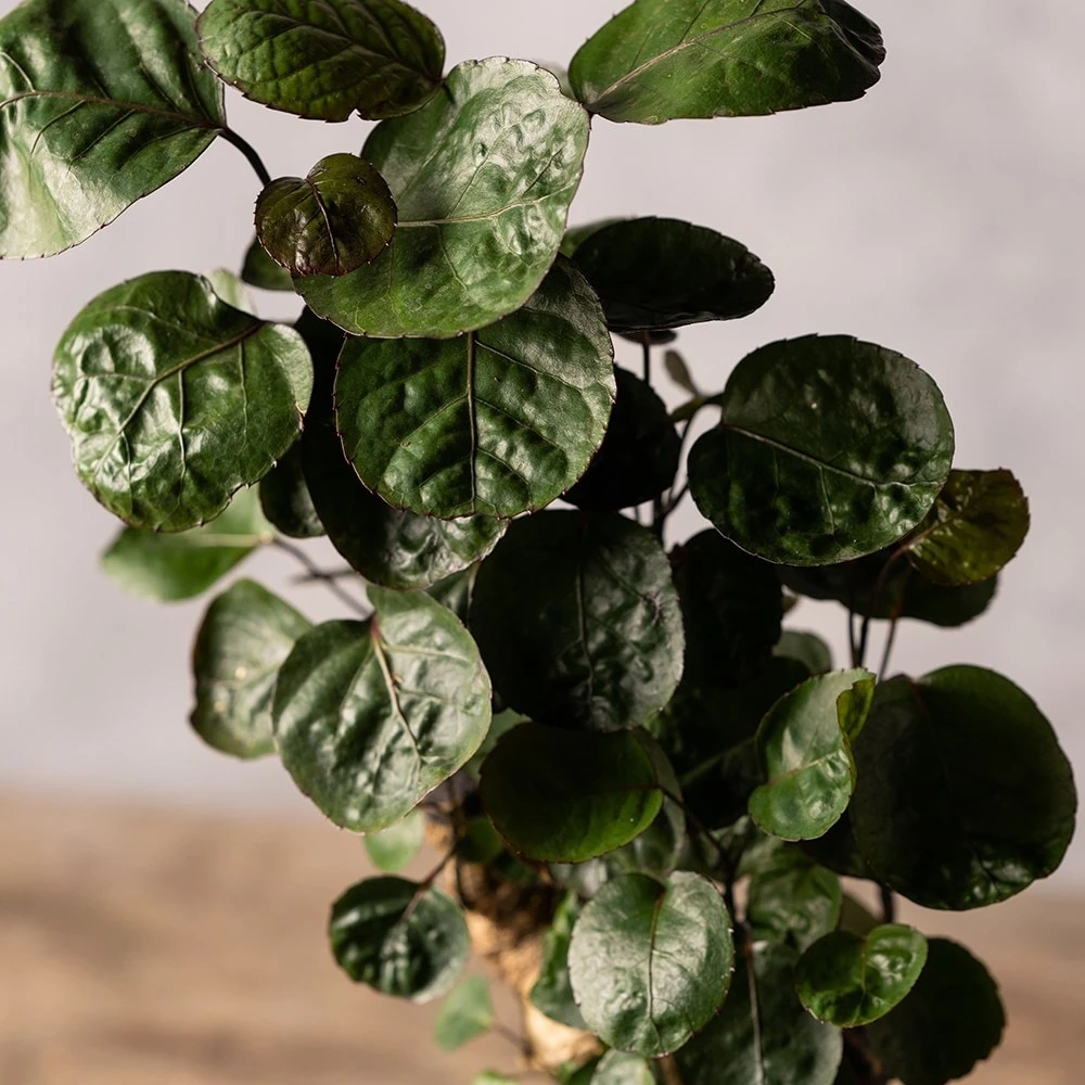 Polyscias 'Fabian' - Image 2