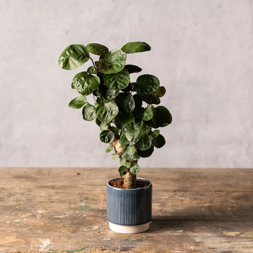 Polyscias 'Fabian' - Image 3