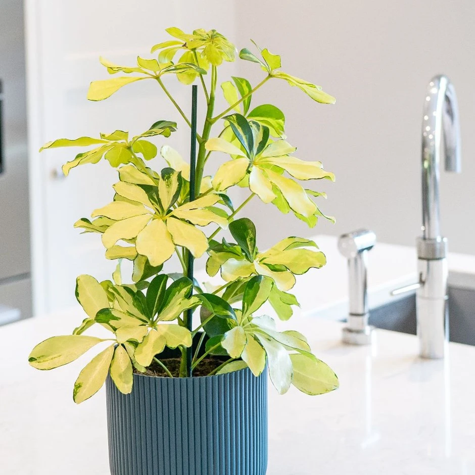 Schefflera Arboricola 'Melanie'