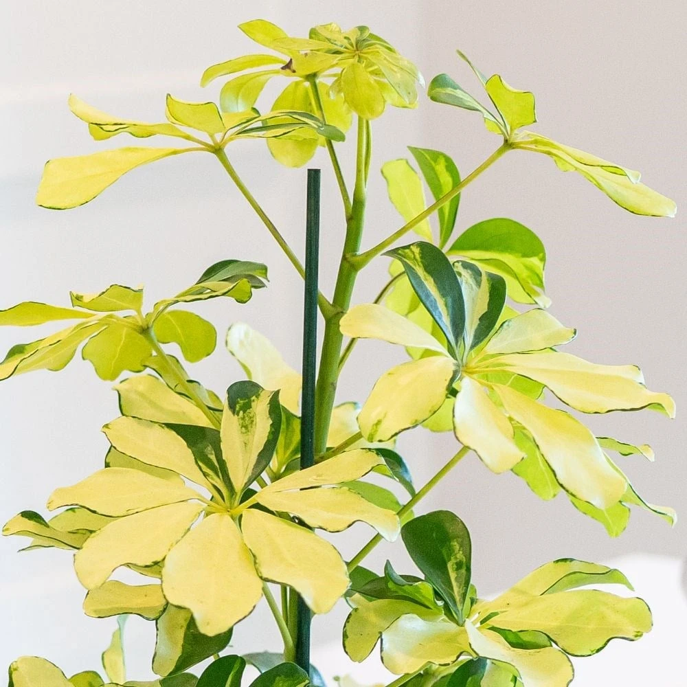 Schefflera Arboricola 'Melanie' - Image 2