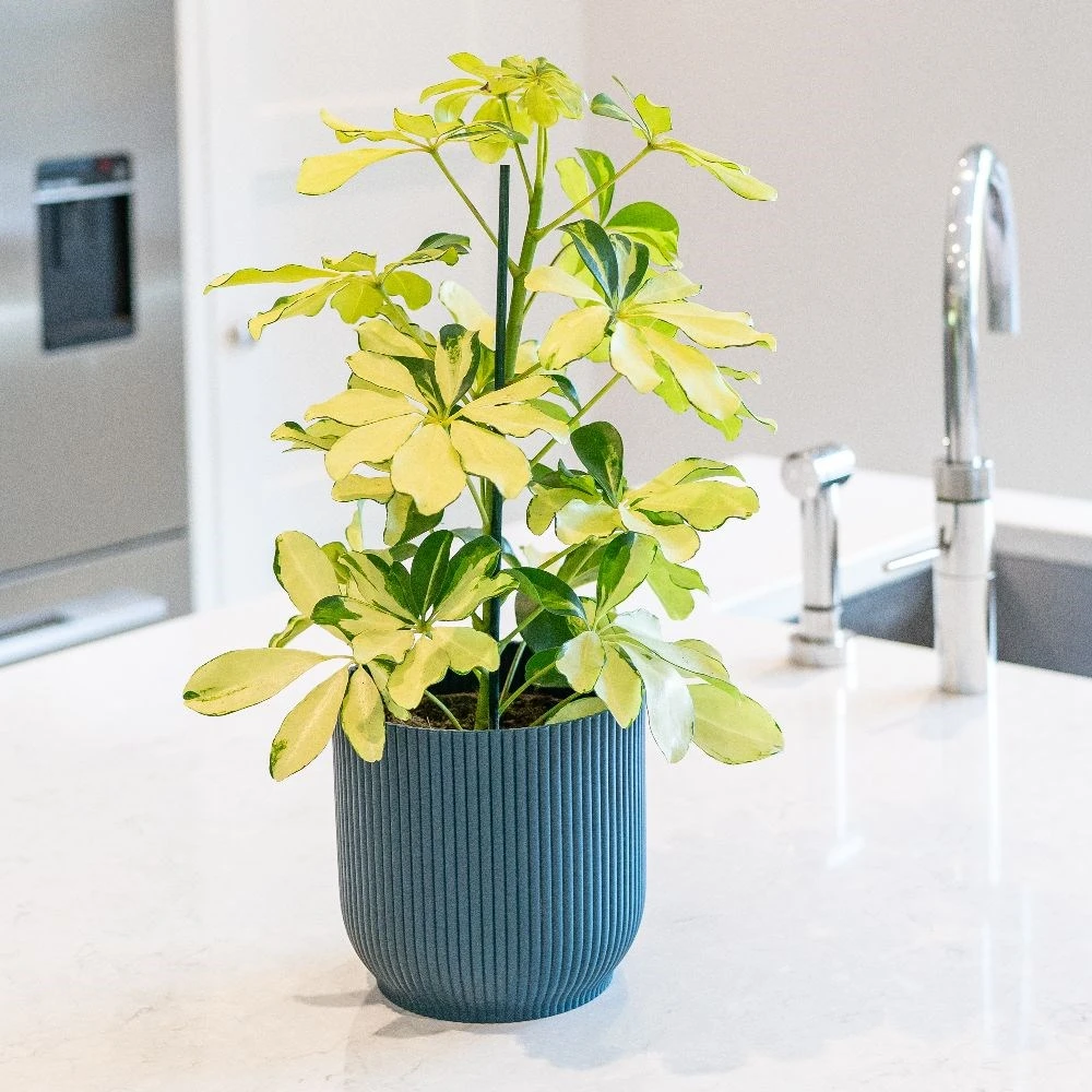 Schefflera Arboricola 'Melanie' - Image 3