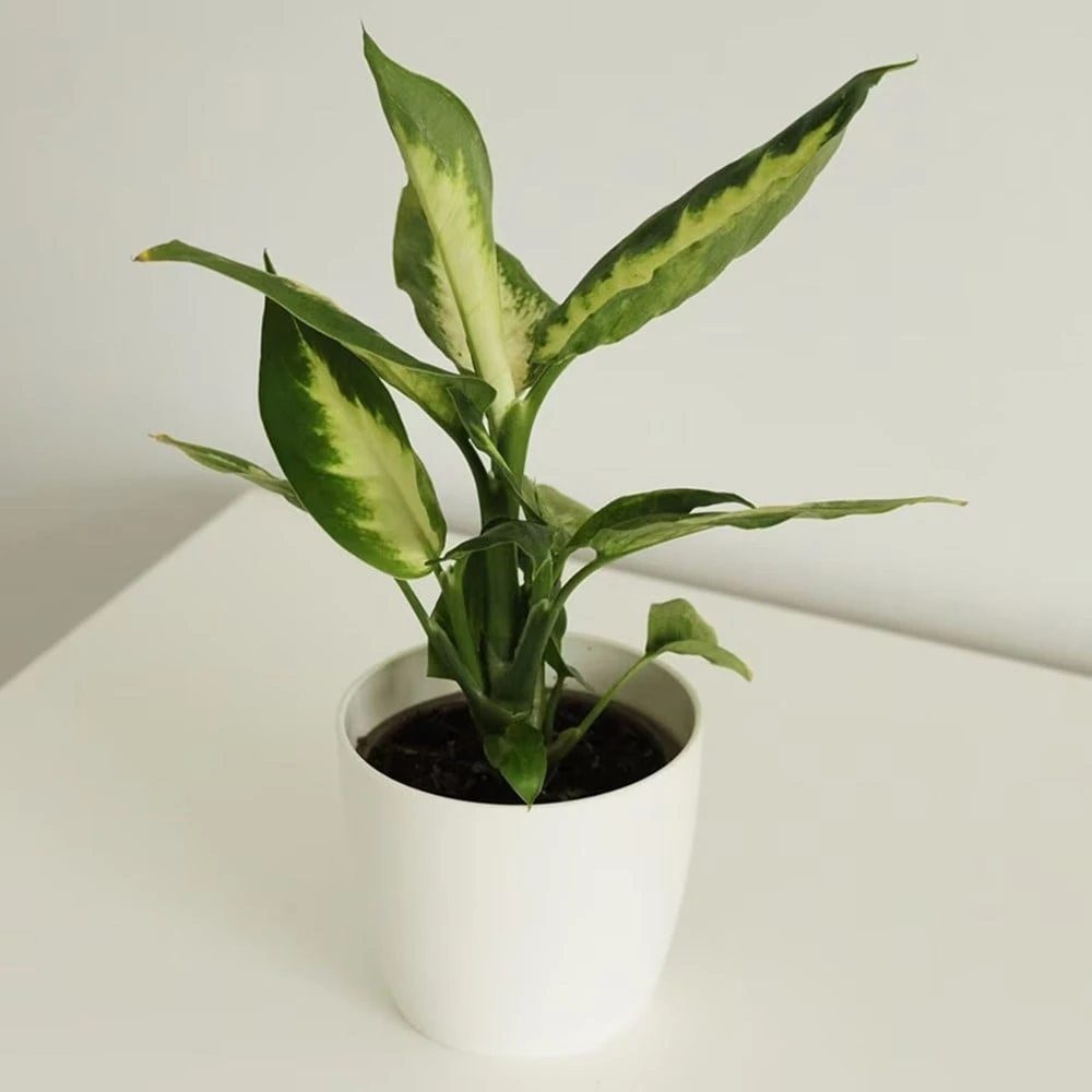 Dieffenbachia 'Camille' - Image 2