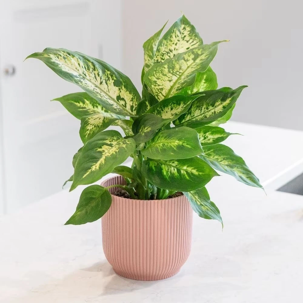 Dieffenbachia 'Camille' - Image 3