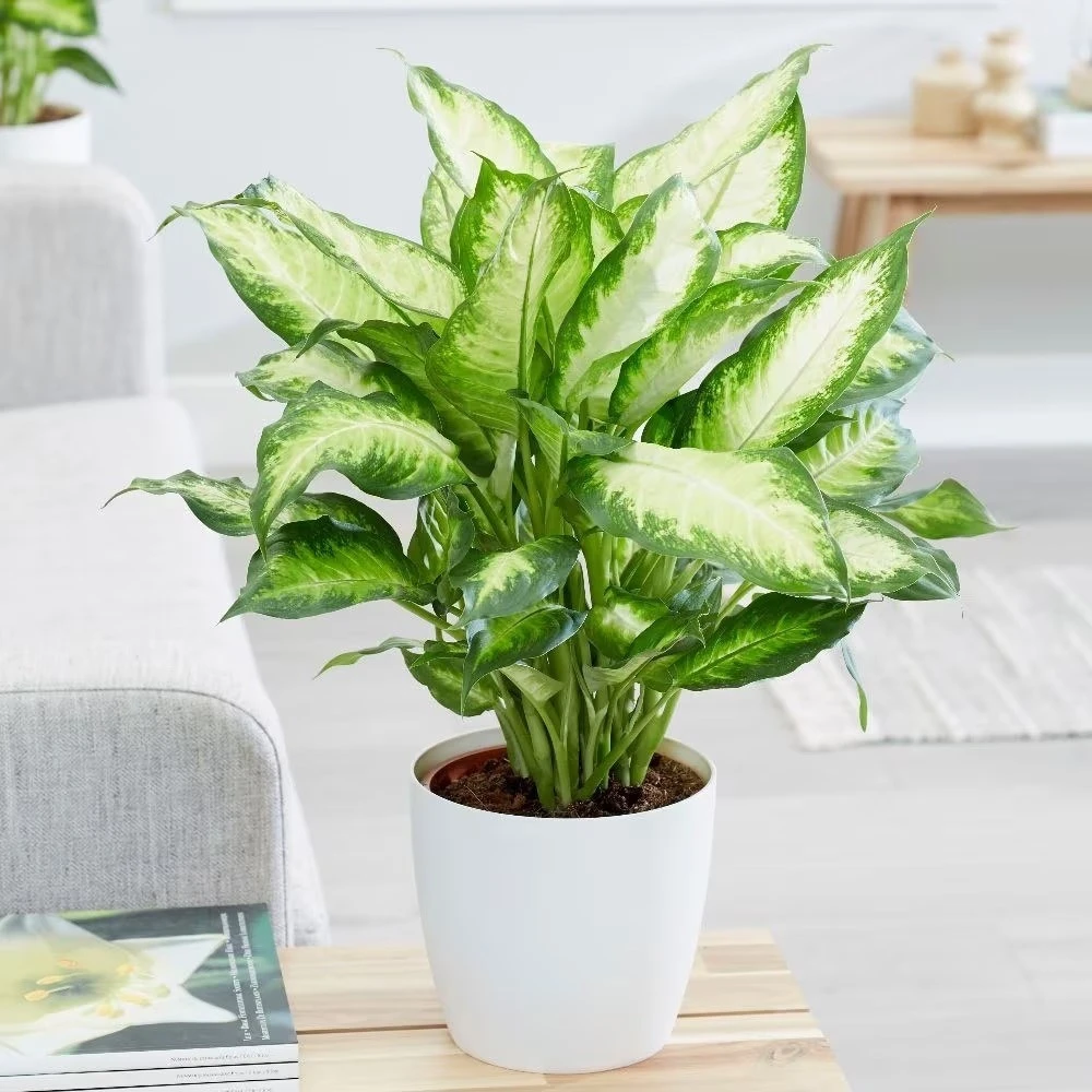 Dieffenbachia 'Camille' - Image 4