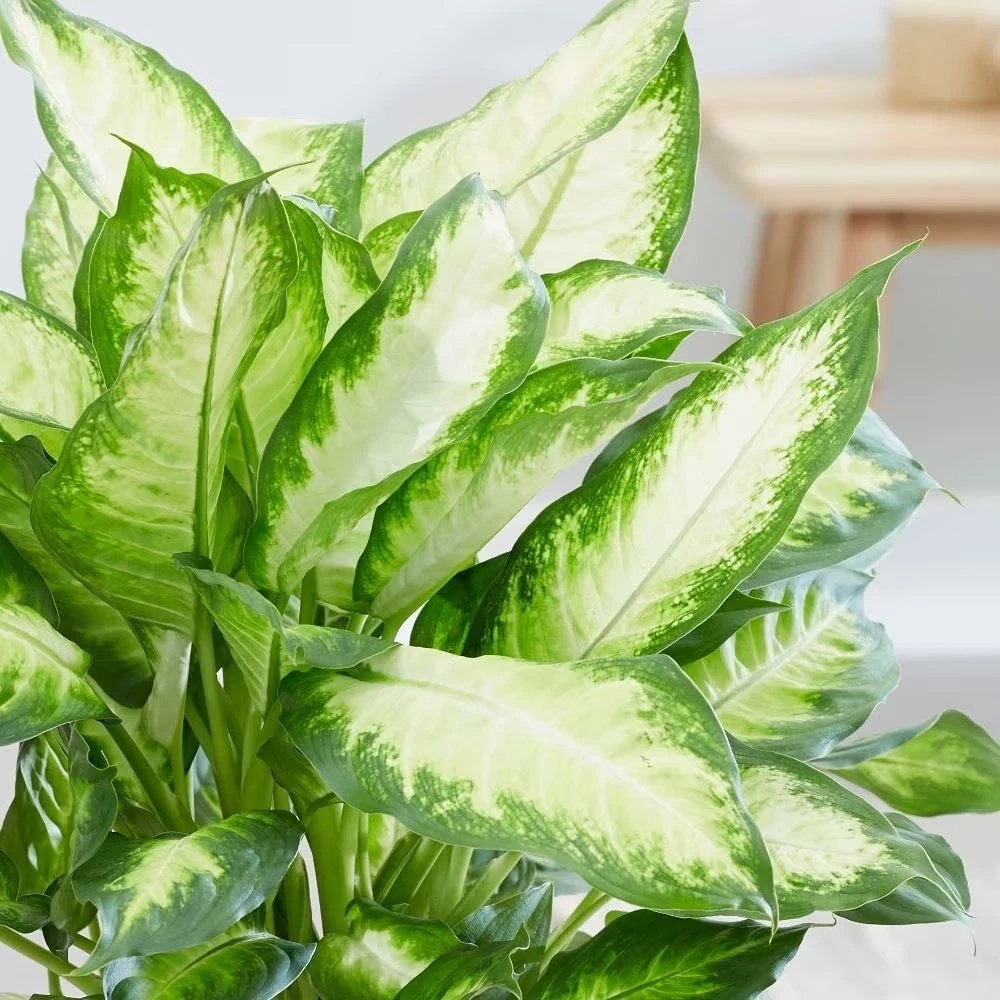 Dieffenbachia 'Camille' - Image 5