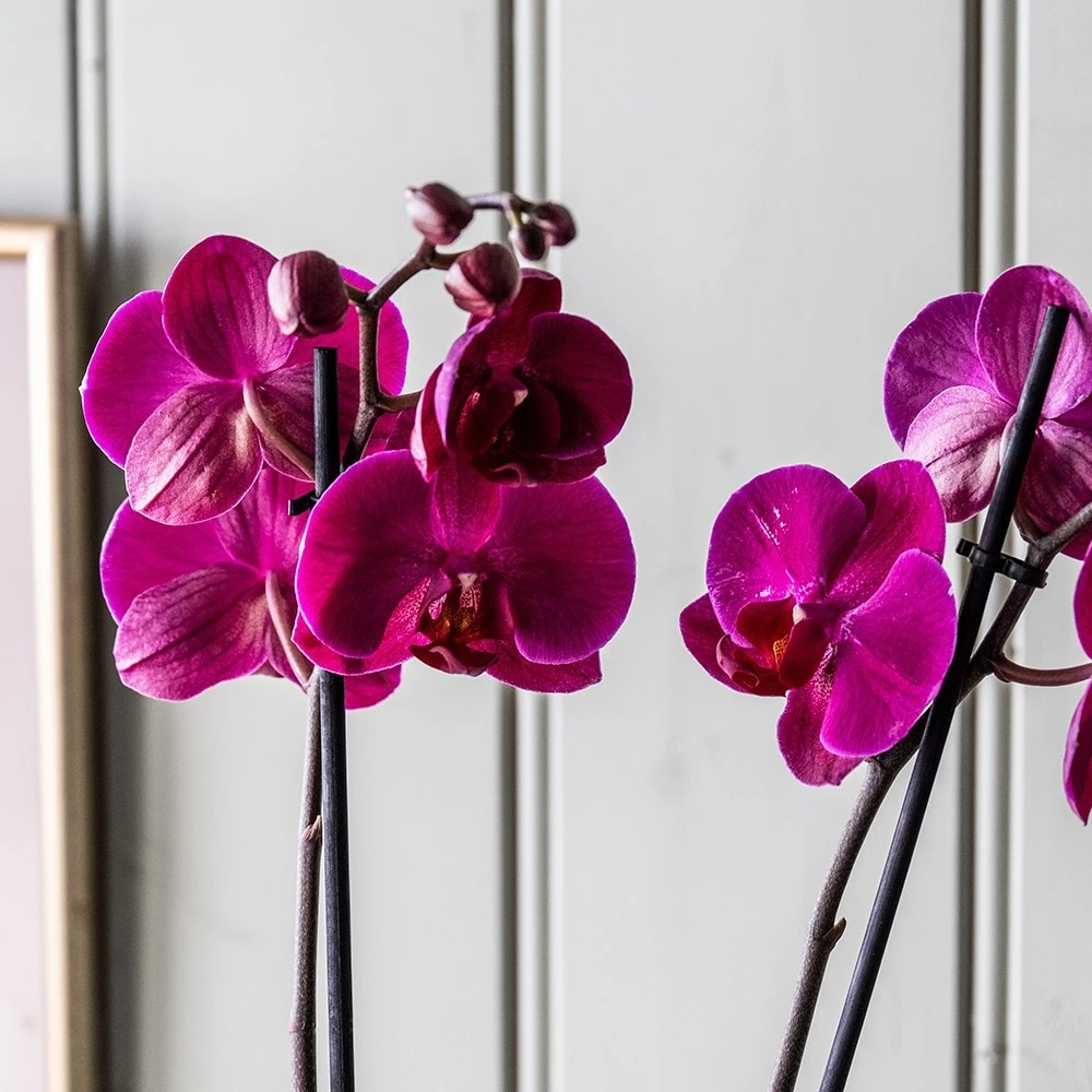 Phalaenopsis Anthura Stellenbosch ('phaldukai') (PBR) - Image 4