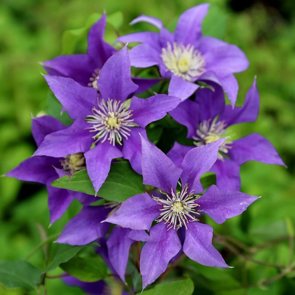 Clematis Olympia ('Evipo099') (PBR) (Boulevard Series) - Image 2