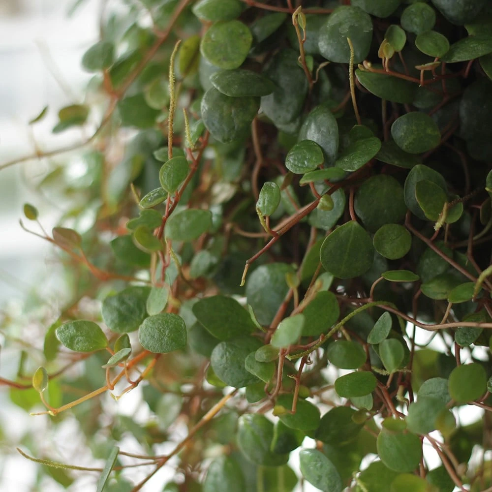 Peperomia 'Pepperspot' - Image 2