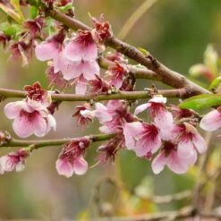 Prunus Pendula 'Pendula Rubra'