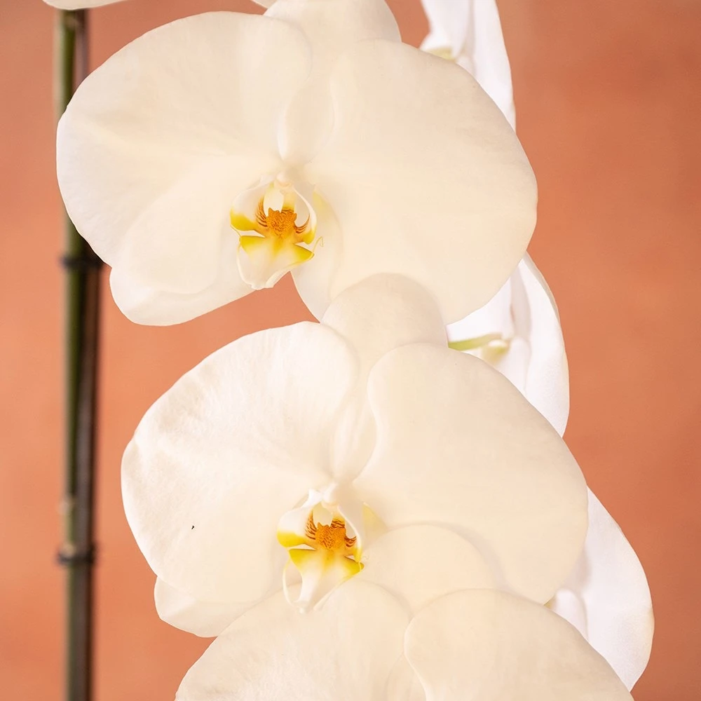 Phalaenopsis 'Formidablo Yosemite Falls' - Image 2
