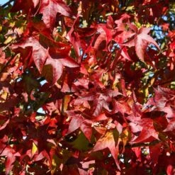 Liquidambar Styraciflua 'Lane Roberts'