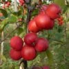 Malus × Purpurea 'Neville Copeman'