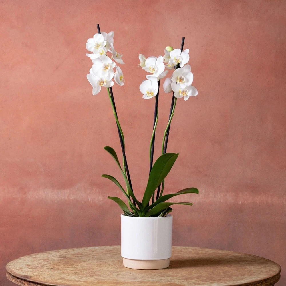 Phalaenopsis 'Dover' - Image 2