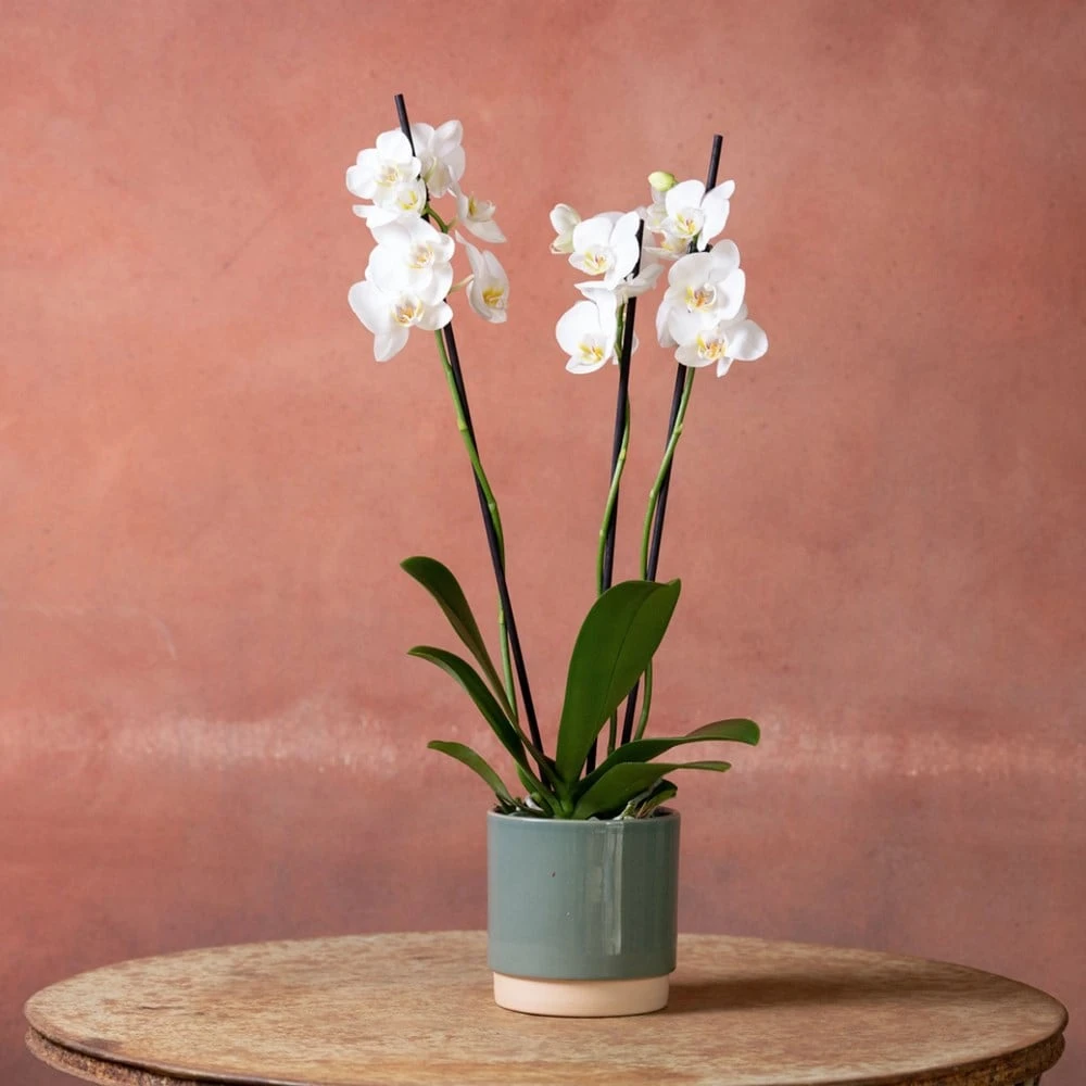 Phalaenopsis 'Dover' - Image 3