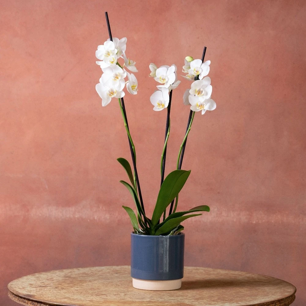 Phalaenopsis 'Dover' - Image 4