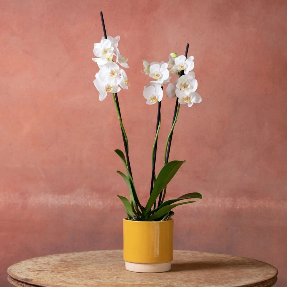 Phalaenopsis 'Dover' - Image 5