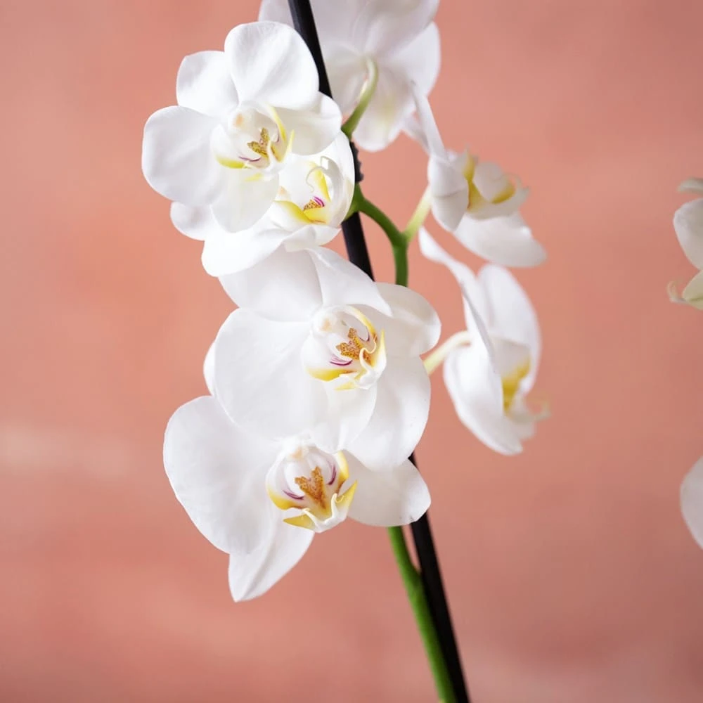 Phalaenopsis 'Dover' - Image 6