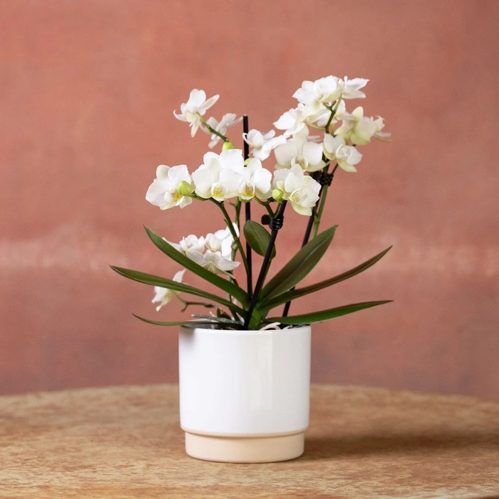 Phalaenopsis 'Zurich' - Image 2
