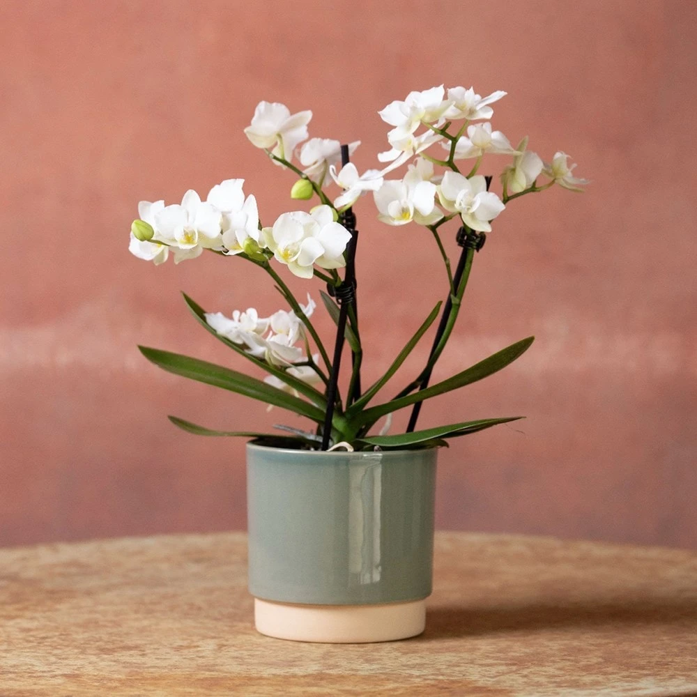 Phalaenopsis 'Zurich' - Image 3