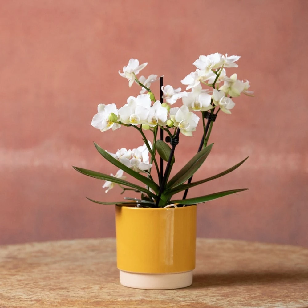 Phalaenopsis 'Zurich' - Image 5
