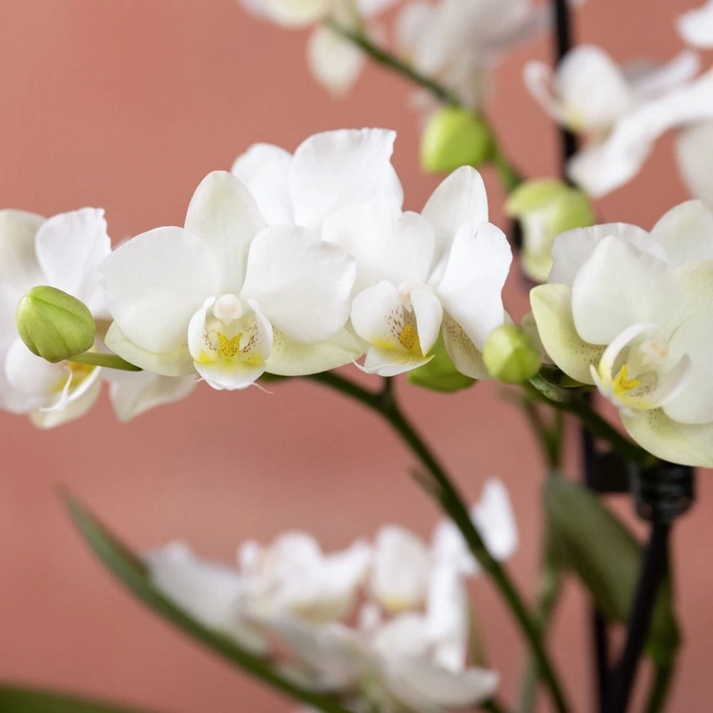 Phalaenopsis 'Zurich' - Image 6