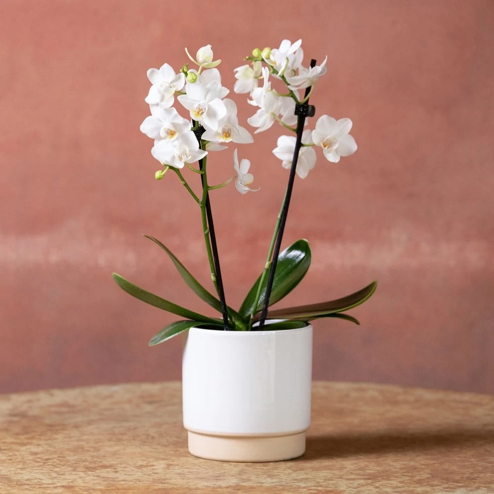 Phalaenopsis 'Bern' - Image 2