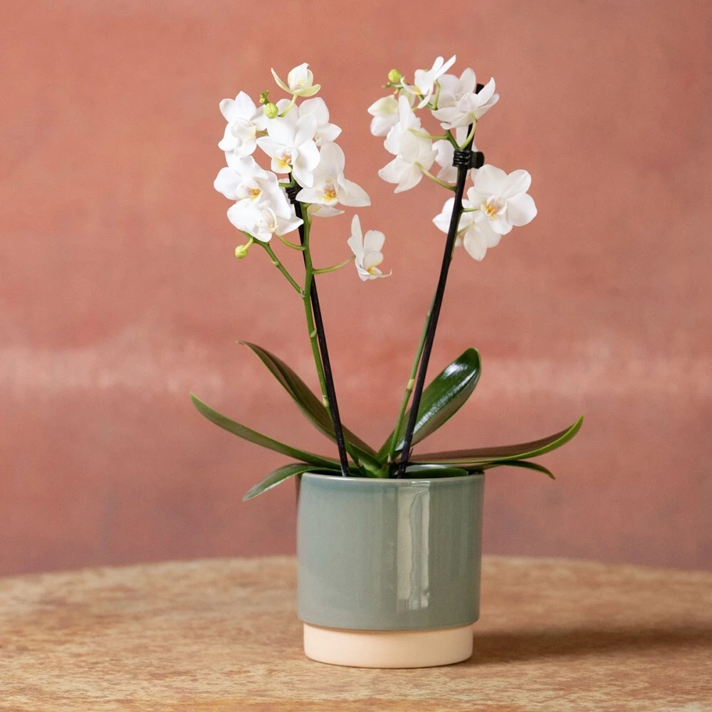 Phalaenopsis 'Bern' - Image 3