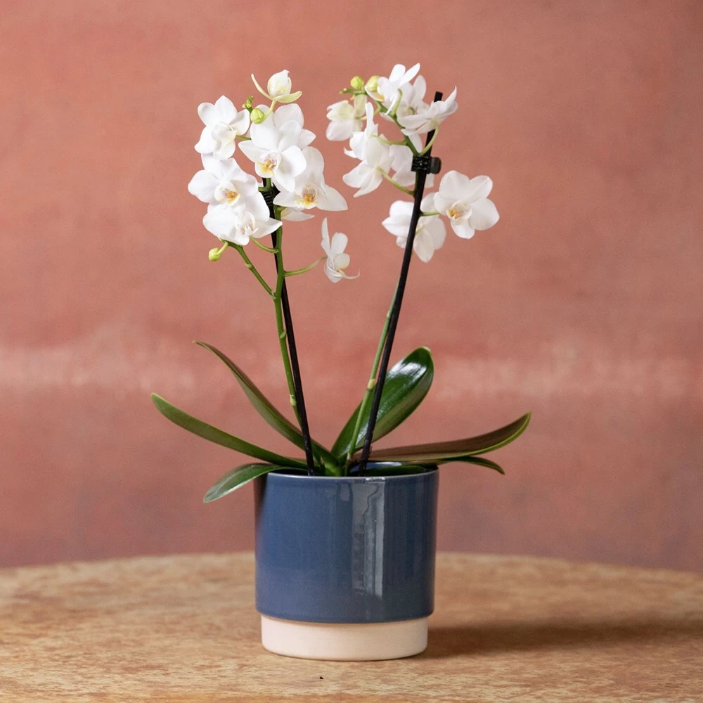 Phalaenopsis 'Bern' - Image 4