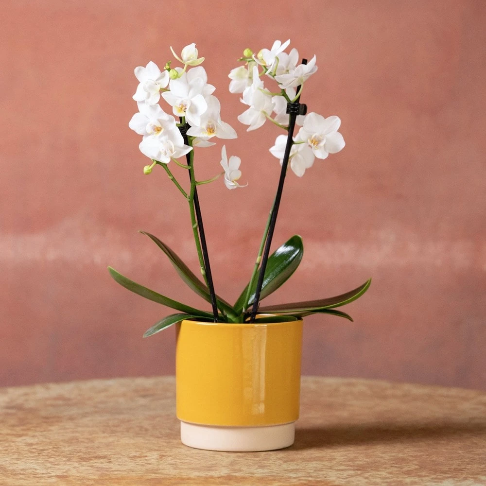 Phalaenopsis 'Bern' - Image 5