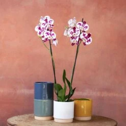 Phalaenopsis 'Marakesh'