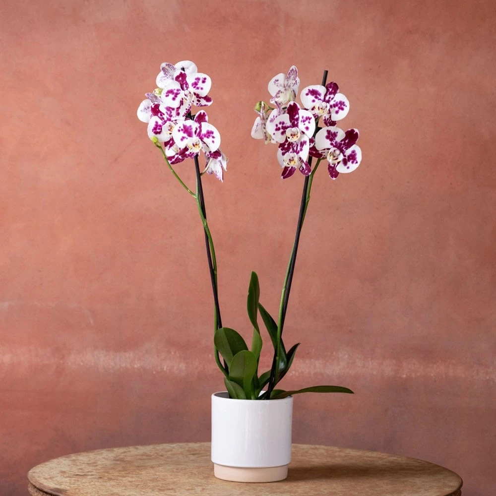 Phalaenopsis 'Marakesh' - Image 2