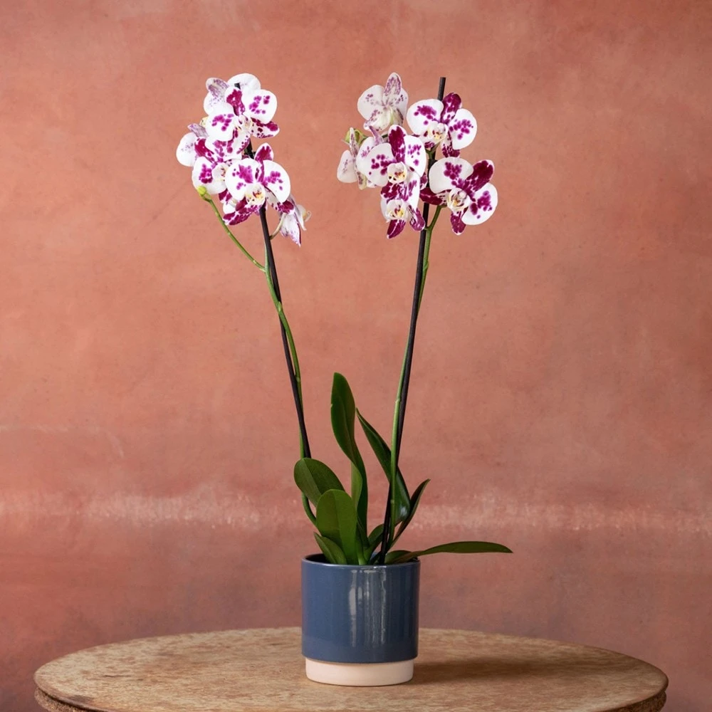 Phalaenopsis 'Marakesh' - Image 4