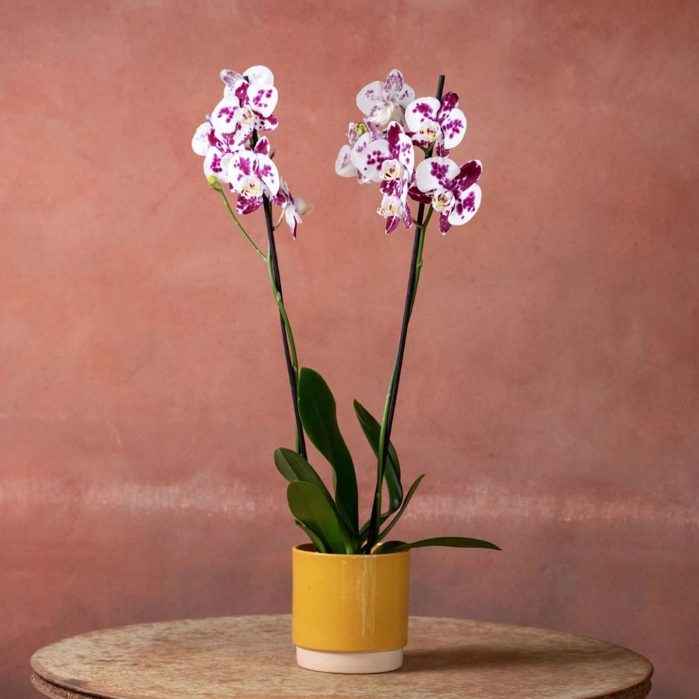 Phalaenopsis 'Marakesh' - Image 5