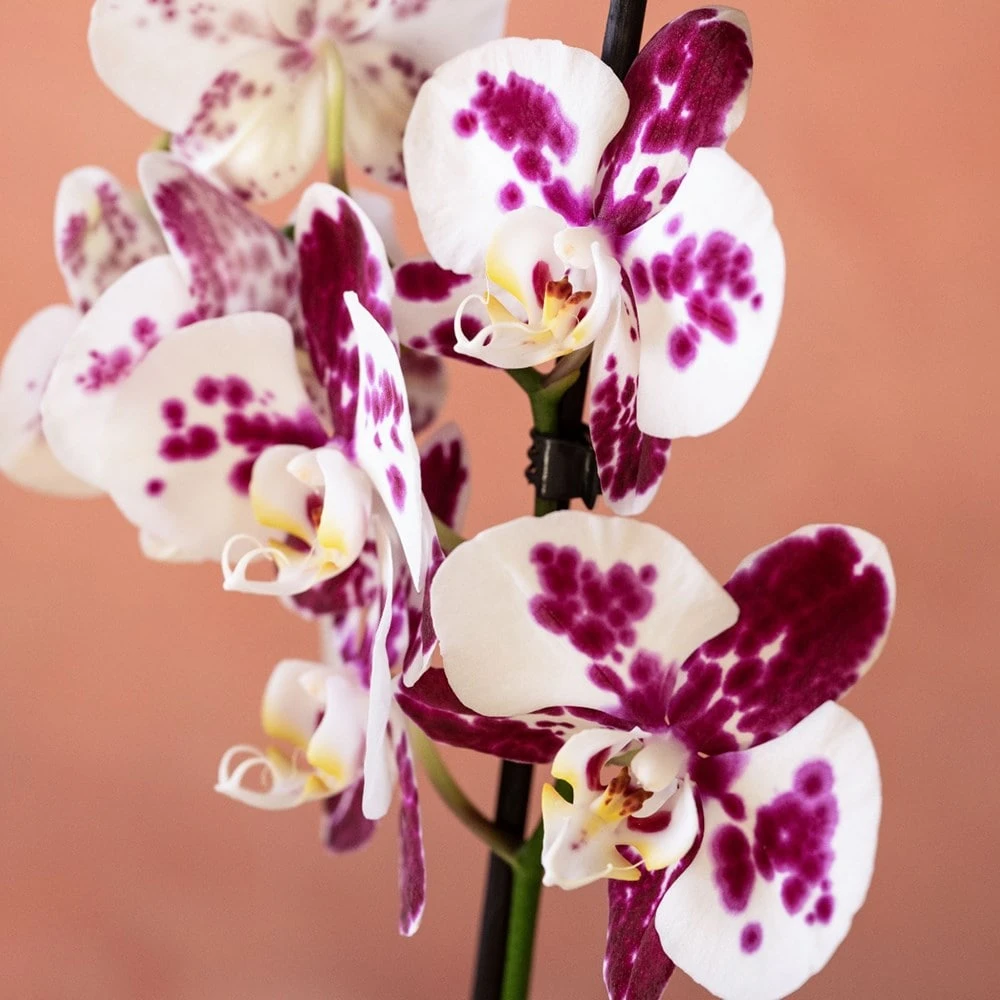 Phalaenopsis 'Marakesh' - Image 6