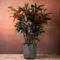 Codiaeum Variegatum 'Mango Tango'