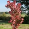 Acer Rubrum 'Sun Valley'