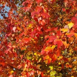 Acer × Freemanii 'Morgan'