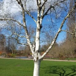 Betula Utilis Subsp. Jacquemontii 'Silver Shadow'