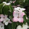Cornus Kousa 'Teutonia'