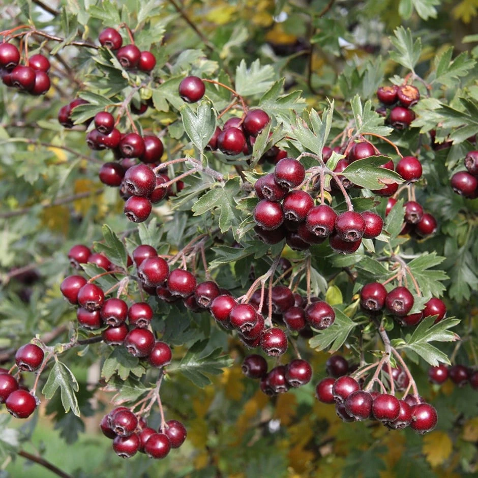 Crataegus Schraderiana