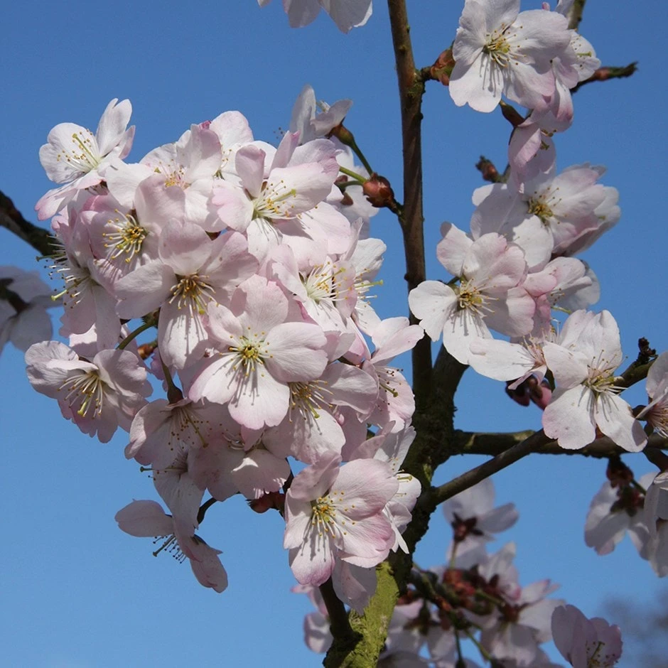 Prunus 'Tiltstone Hellfire'