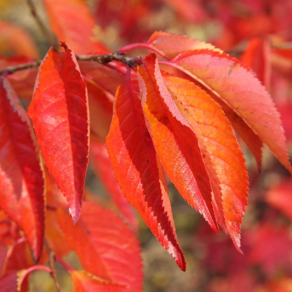 Prunus 'Tiltstone Hellfire' - Image 2