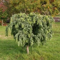 Robinia Pseudoacacia 'Lace Lady' (PBR)