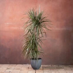 Dracaena Marginata 'Tricolor'