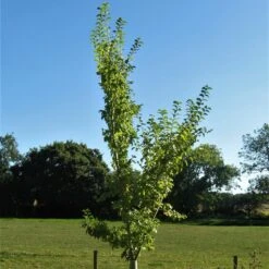 Ulmus 'Wingham'