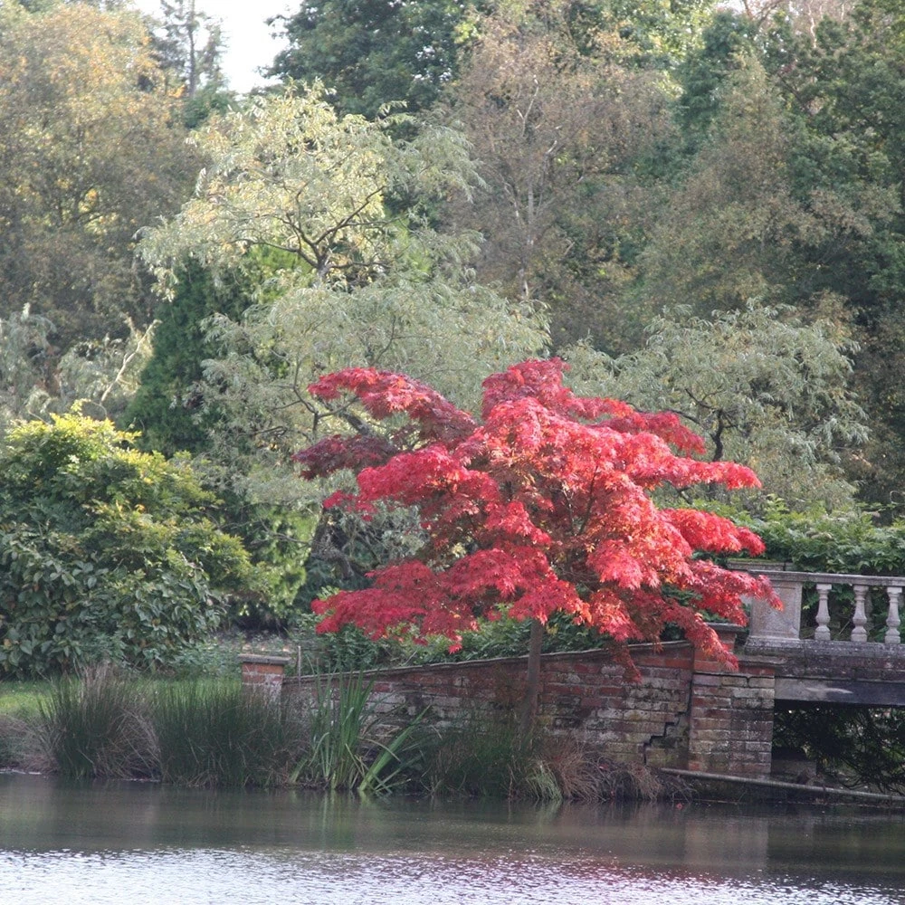 Acer Palmatum 'Atropurpureum' - Image 2