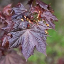 Acer Platanoides 'Crimson King'