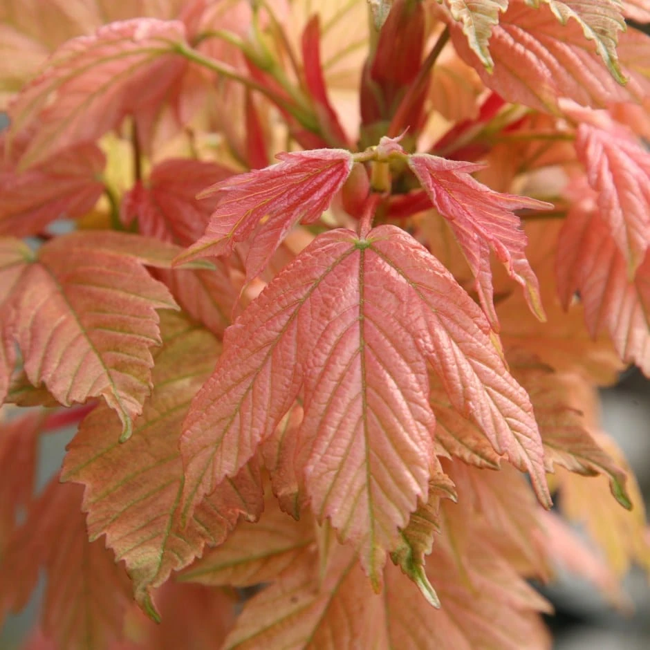 Acer Pseudoplatanus 'Brilliantissimum'