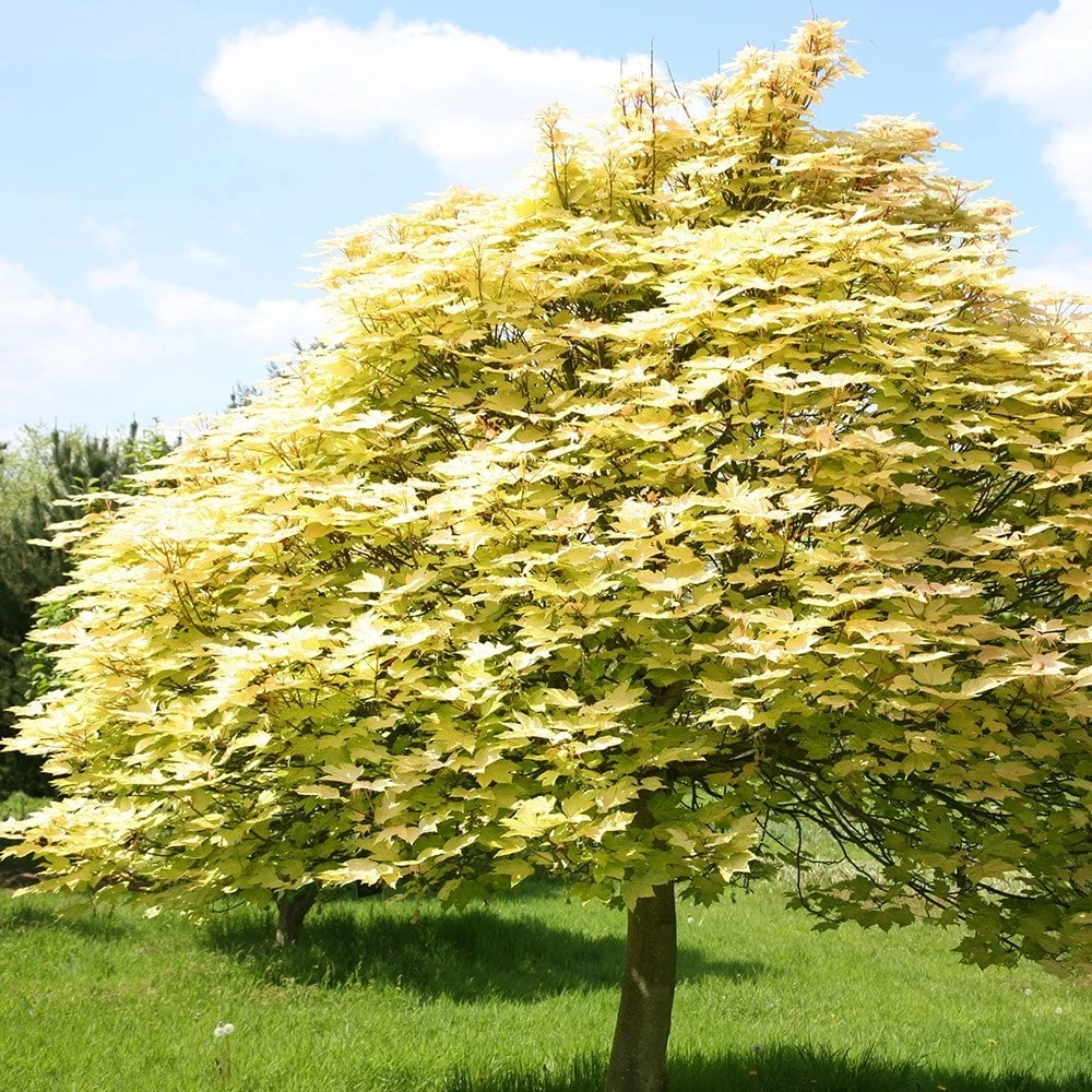 Acer Pseudoplatanus 'Brilliantissimum' - Image 2
